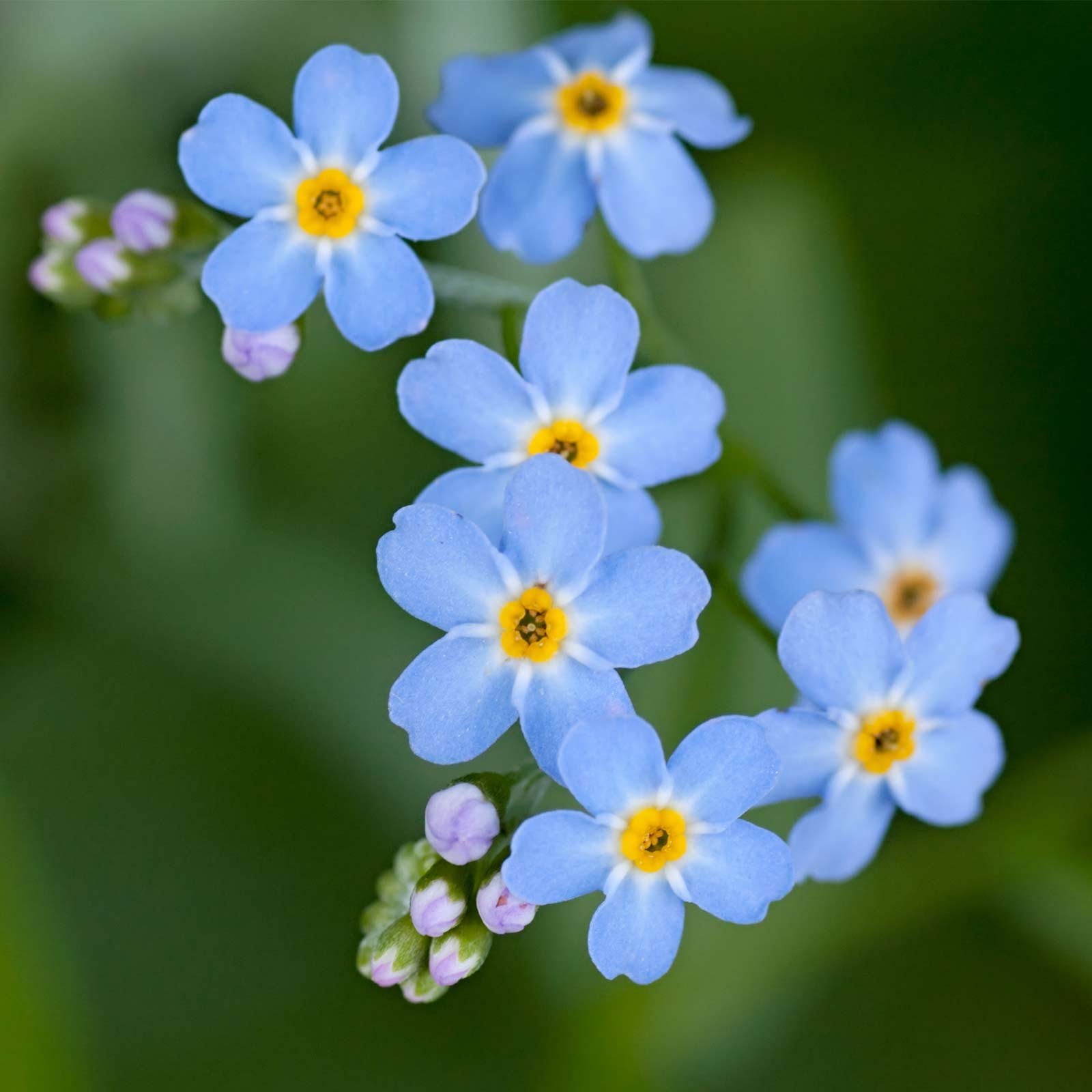 Amazon.com : Myosotis Flower Garden Seeds - Compindi Forget Me Not